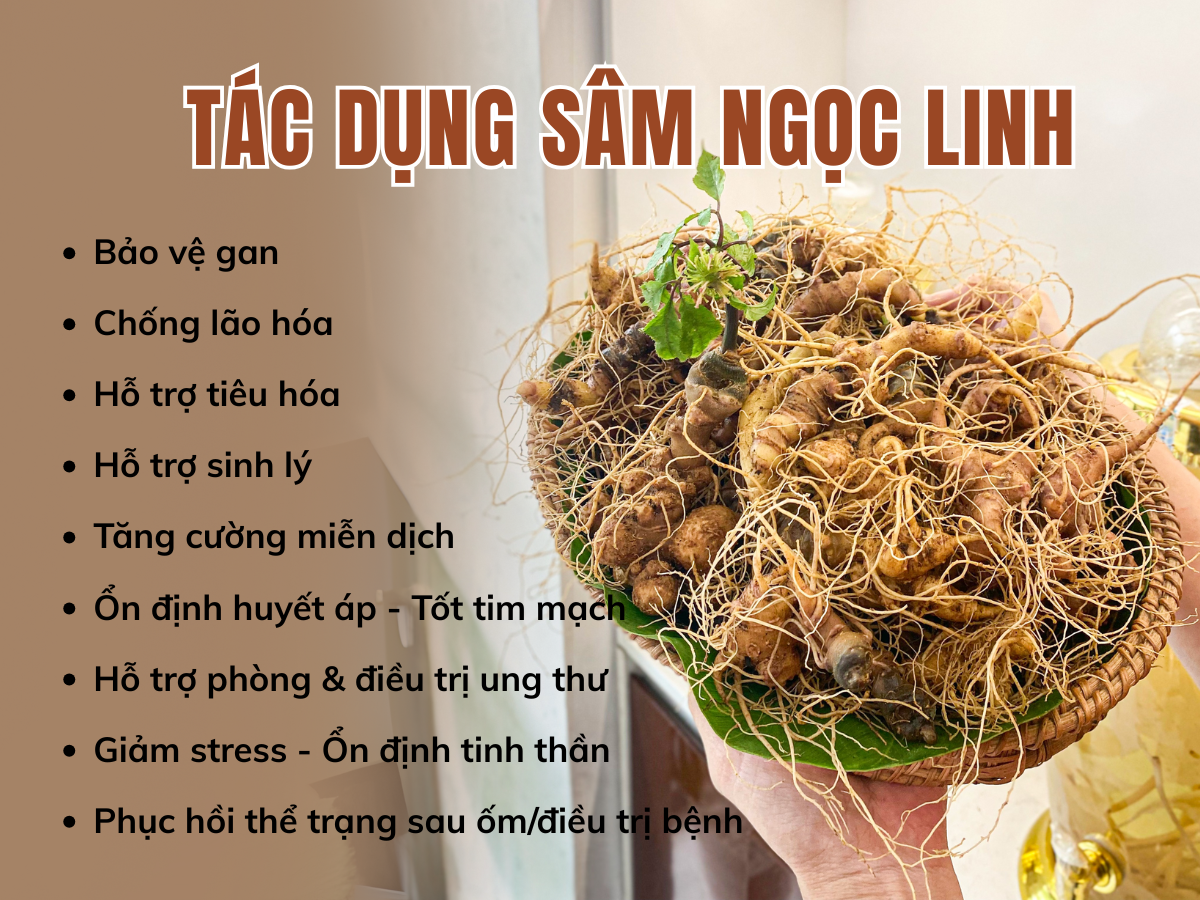 Sâm Ngọc Linh có tác dụng gì, sâm ngọc linh TRIMICO